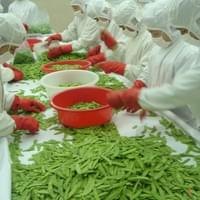 Frozen Snow Pea Factory
