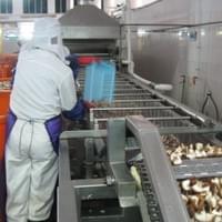 IQF Frozen Shiitake Mushrooms