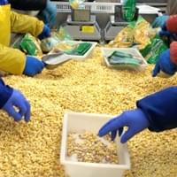 Frozen Sweet Corn Kernels