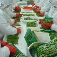 IQF Green Asparagus Production