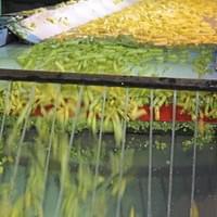 IQF frozen yellow wax beans