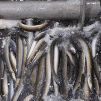 Frozen Raw Eel Supplier