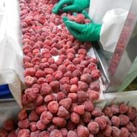 IQF Frozen Strawberry Factory