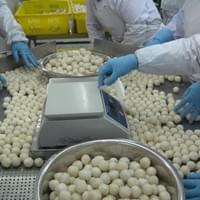 IQF Frozen Taro Factory