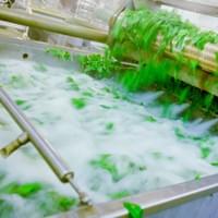 IQF Spinach Processing Line