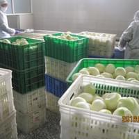 Frozen Onion Processing Plant