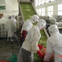 Frozen Green Beans Factory