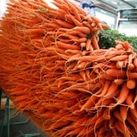 Frozen Carrots Raw Material