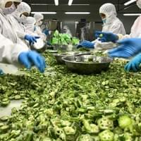 IQF Frozen Okra Factory