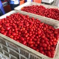 IQF Frozen Cherry Tomatoes