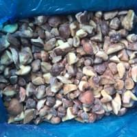 IQF Frozen Suillus Granulatus