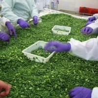Frozen Green Onion Processing