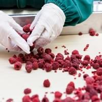 Frozen Raspberries Supplier