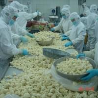 IQF Frozen Cauliflower