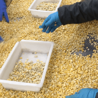 Frozen Sweet Corn Kernels 