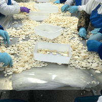 IQF Water Chestnut Processing