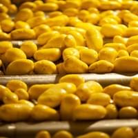frozen potato supplier