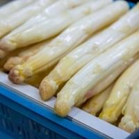 IQF Frozen White Asparagus