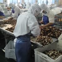 IQF Frozen Shiitake Mushrooms