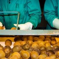 IQF Kiwi Fruit Production Line