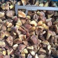 IQF Suillus Granulatus