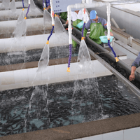 Whole Eel Gutted Supplier