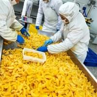 IQF Yellow Peaches Factory