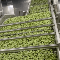 Frozen Broad Beans Supplier