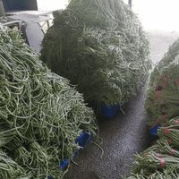 IQF Frozen Asparagus Beans