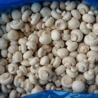 Bulk IQF Champignon Mushrooms