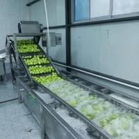 IQF Kiwi Production Line