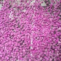 IQF Red Dragon Fruit Factory