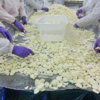 IQF Water Chestnut Production