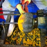 IQF Frozen Pumpkin Supplier