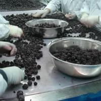 Frozen Mixed Berries Factory