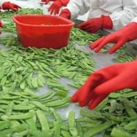 Frozen Snow Pea Supplier