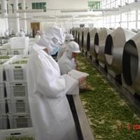 IQF Green Beans Inspection
