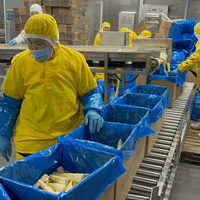 Frozen Bamboo Shoot Production