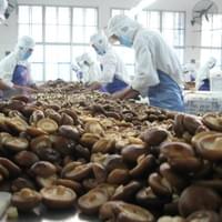 IQF Frozen Shiitake Mushrooms