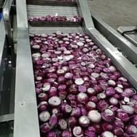 frozen onion supplier