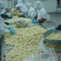 IQF Frozen Cauliflower Factory