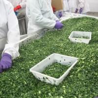 IQF Frozen Green Onions 