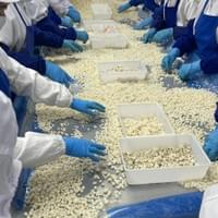 Frozen Water Chestnut Sorting