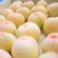 IQF White Peaches Factory