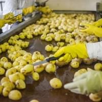 Frozen Potato Manufacturing