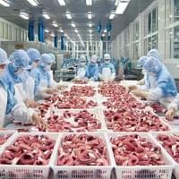 frozen boiled octopus factory