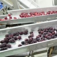 Frozen Berry Medley Supplier
