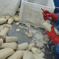 IQF Frozen Lotus Root Supplier