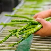 IQF Frozen Green Asparagus