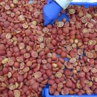 Frozen Cherry Tomato Supplier